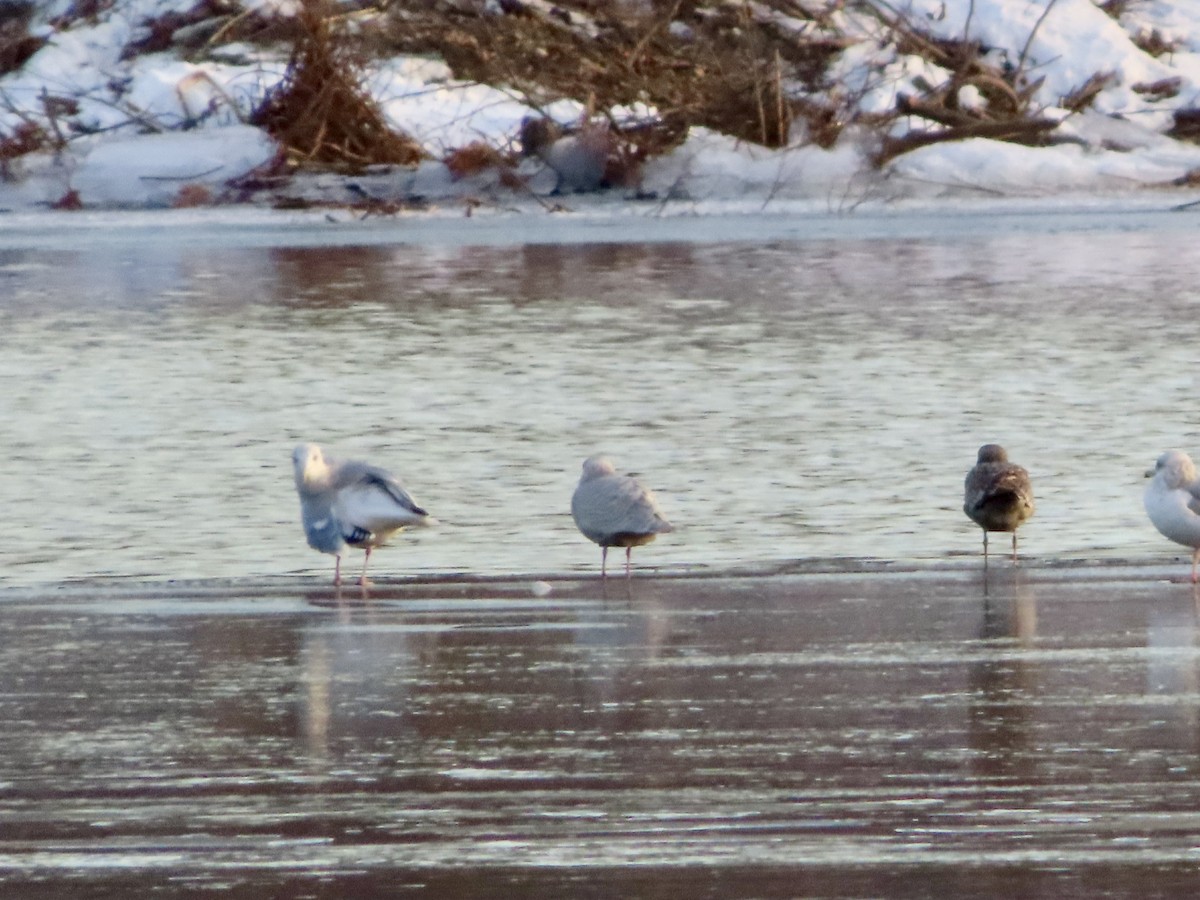 Iceland Gull (kumlieni) - ML647043564