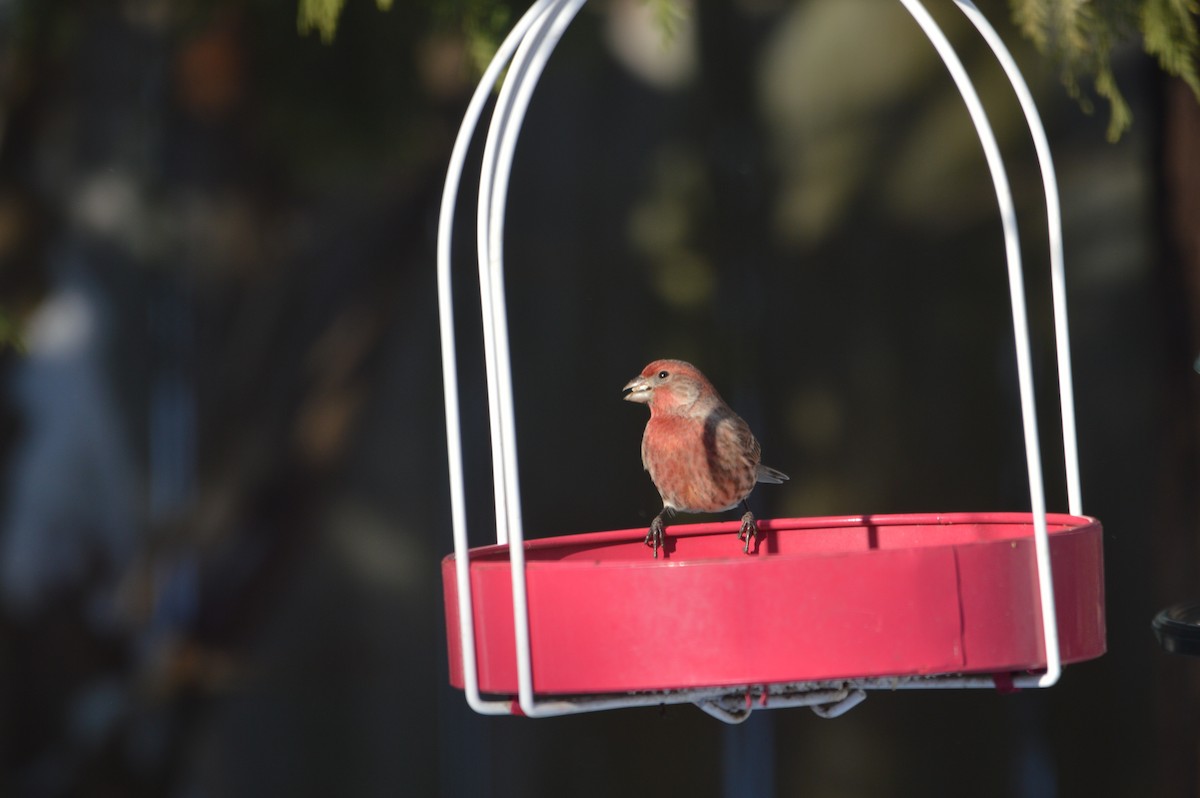 House Finch - ML647043578