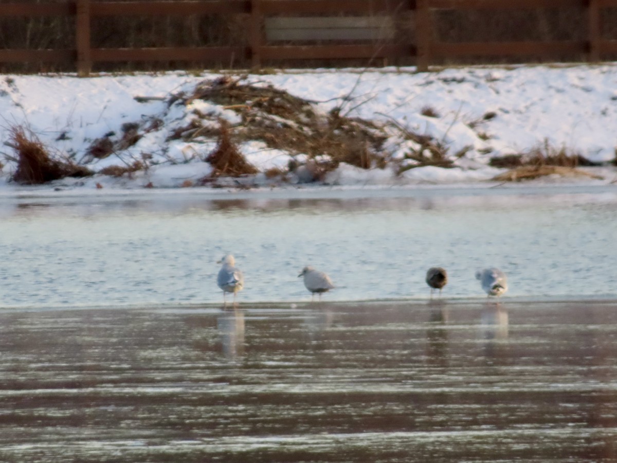 Iceland Gull (kumlieni) - ML647043583