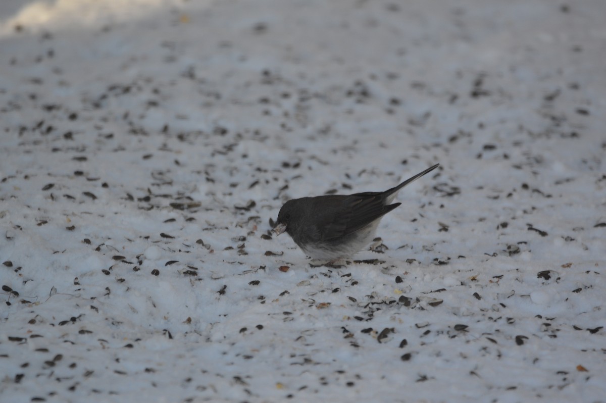 Dark-eyed Junco - ML647043588