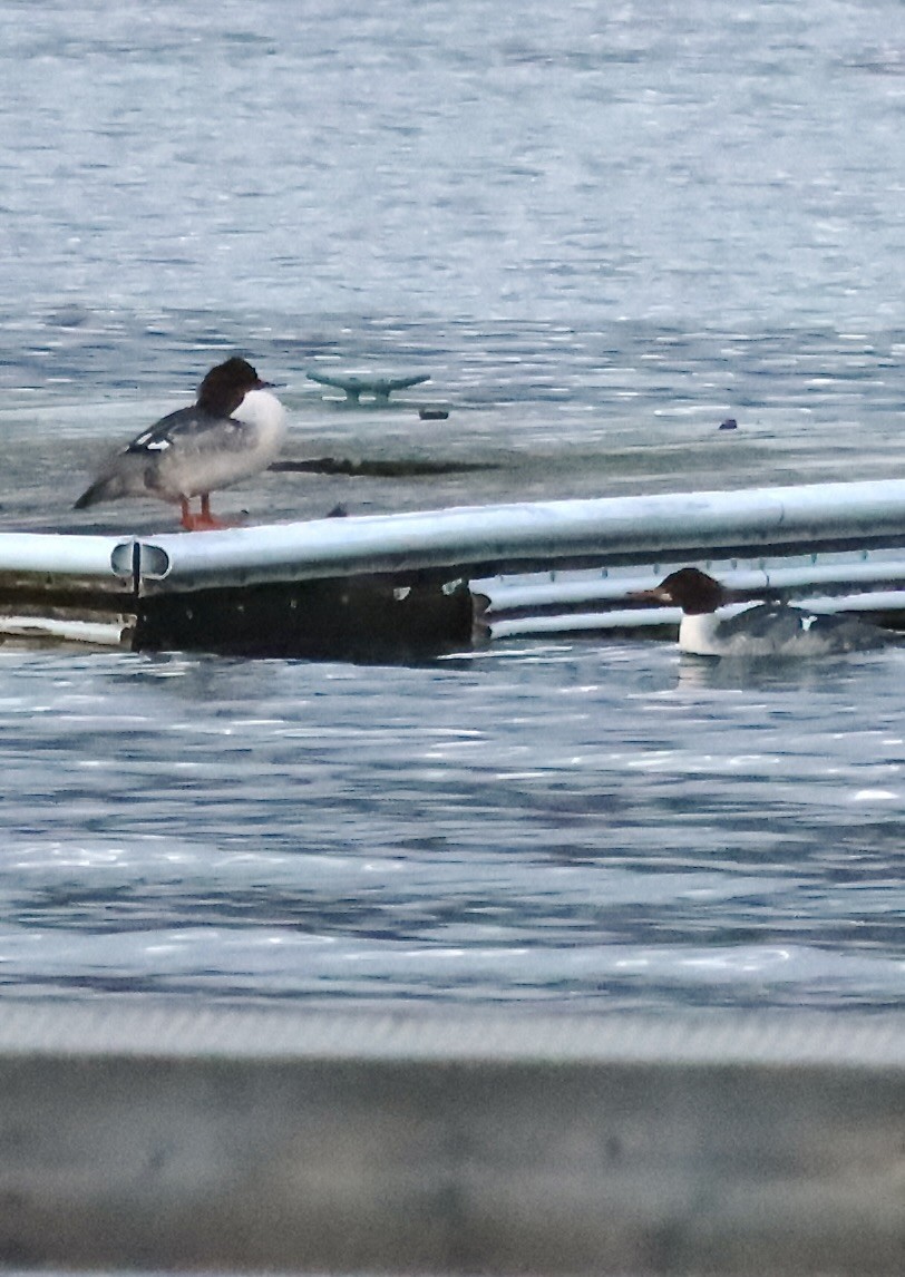 Common Merganser - ML647043597