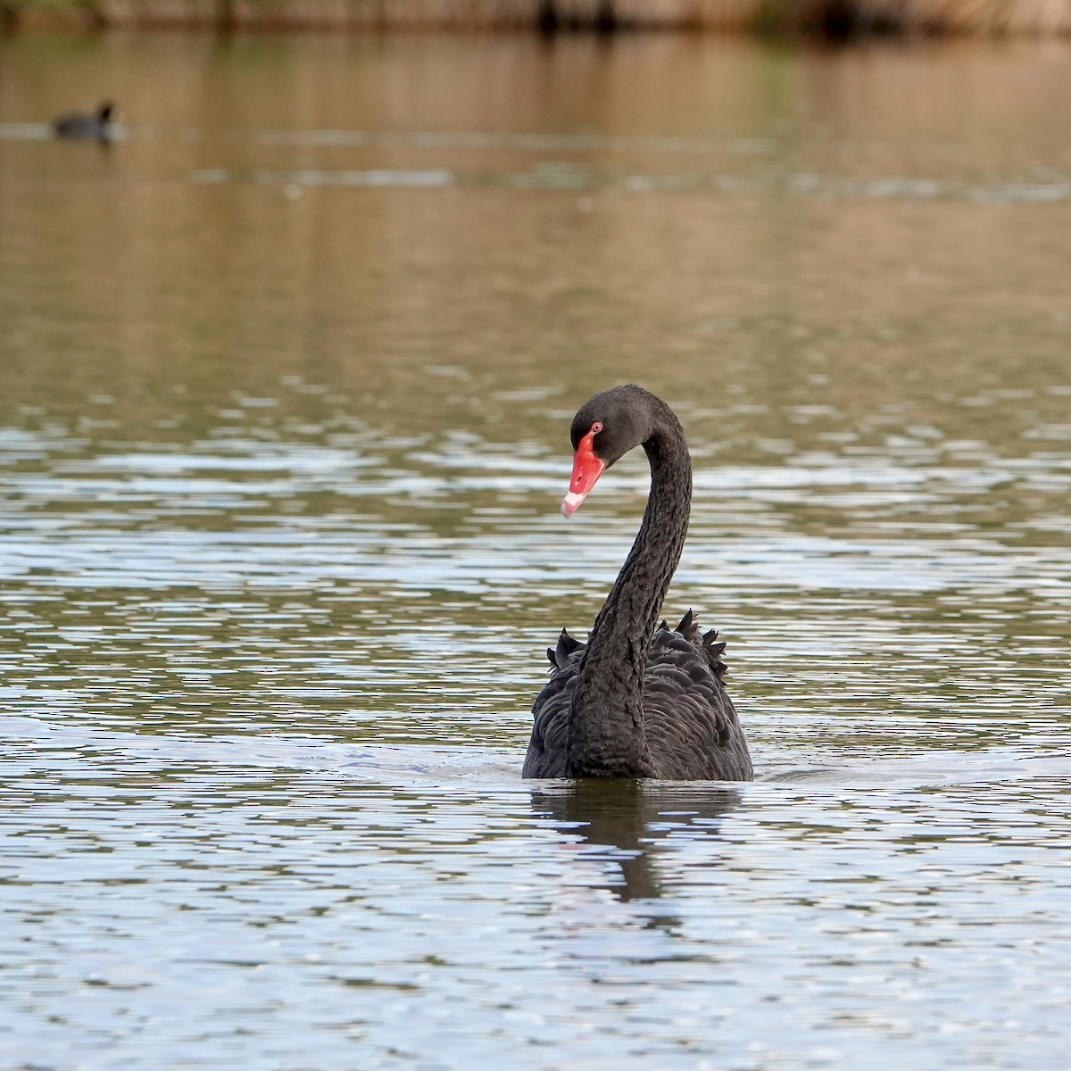 コクチョウ - ML647043599