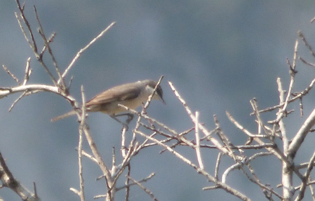 Fauvette orphéane - ML647043603