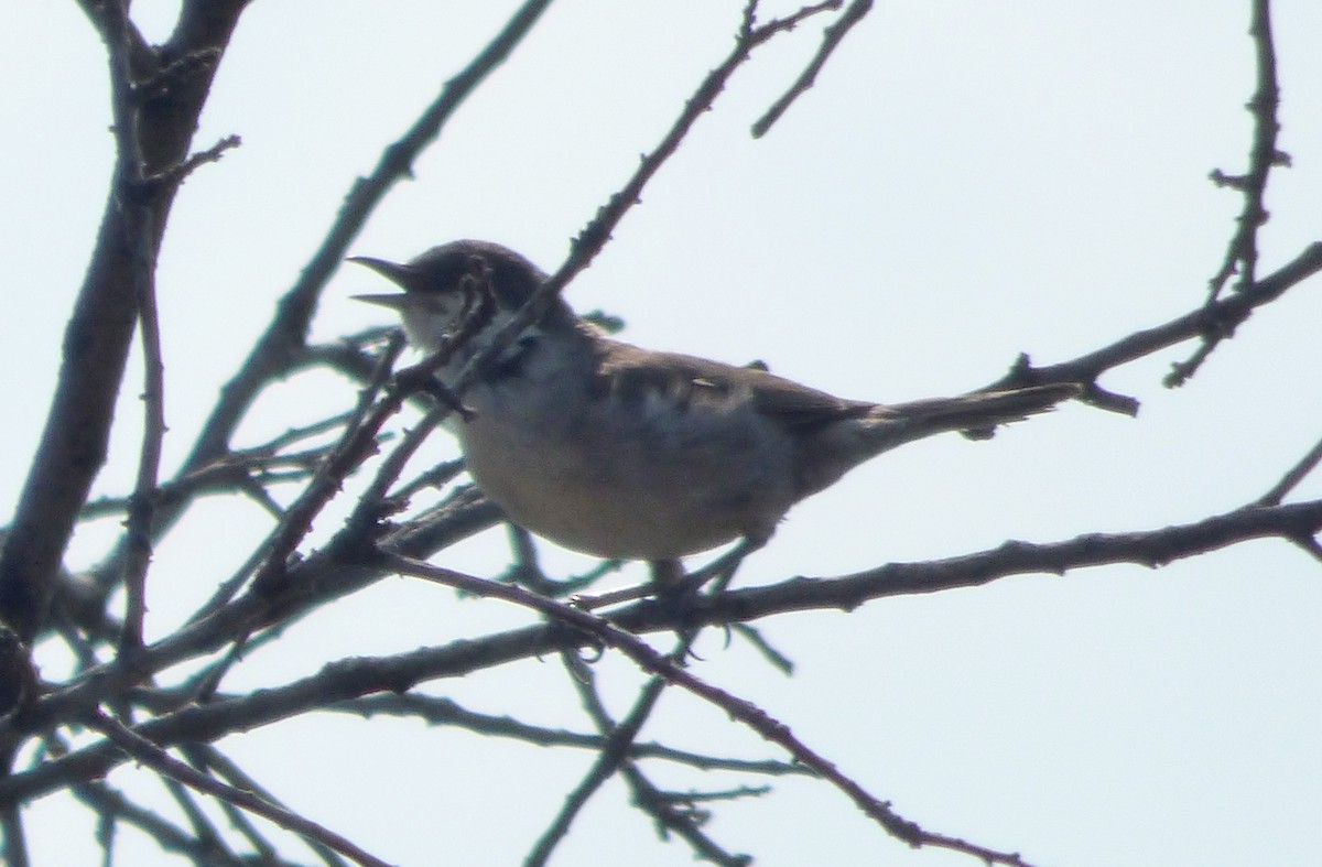 Fauvette orphéane - ML647043605