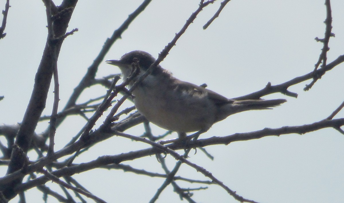 Fauvette orphéane - ML647043608