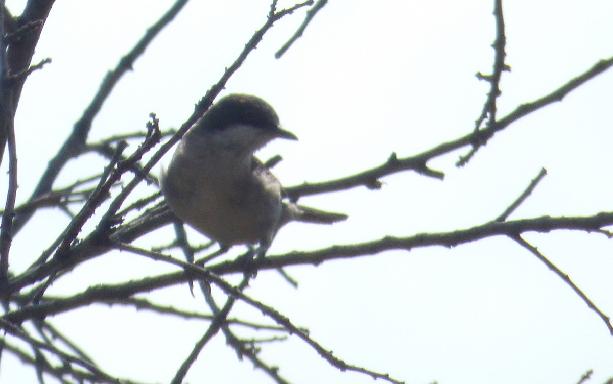 Fauvette orphéane - ML647043609