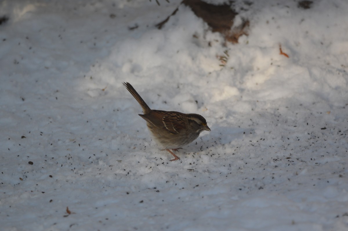White-throated Sparrow - ML647043611