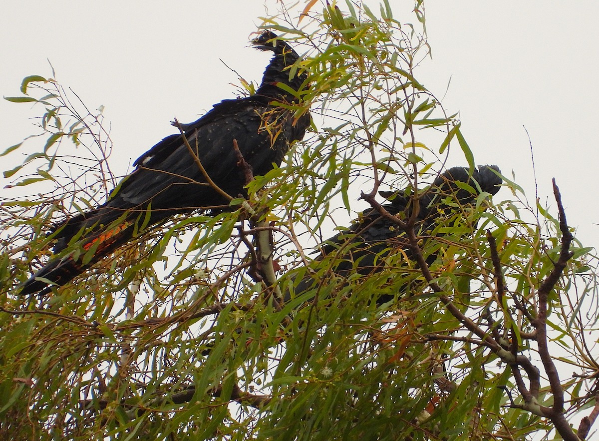 kakadu havraní - ML647043615