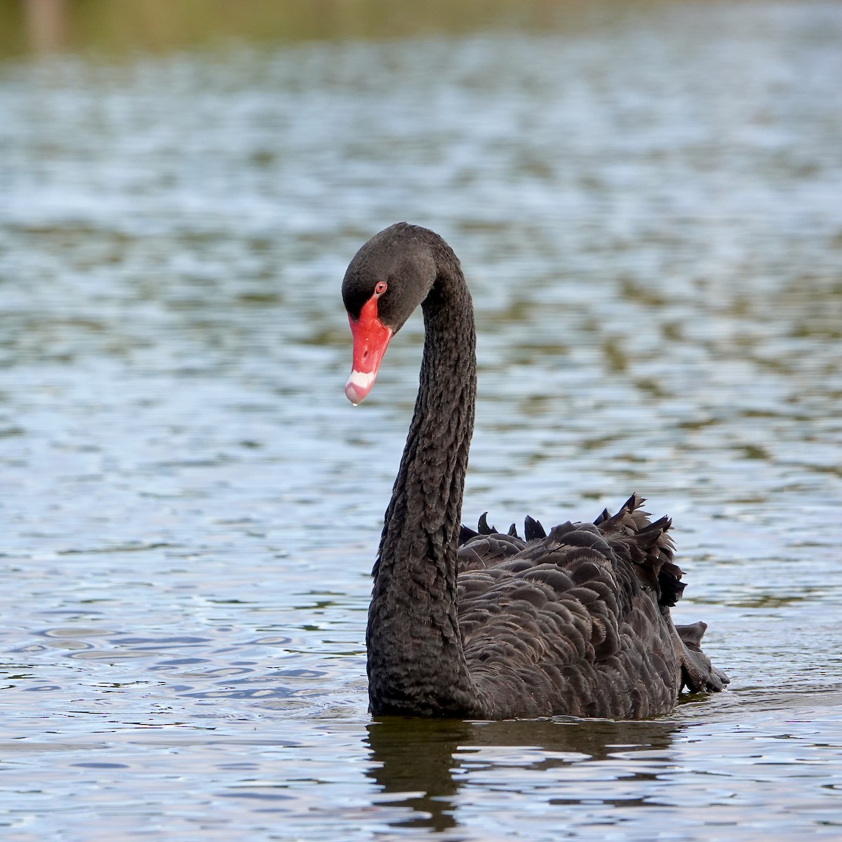 コクチョウ - ML647043616