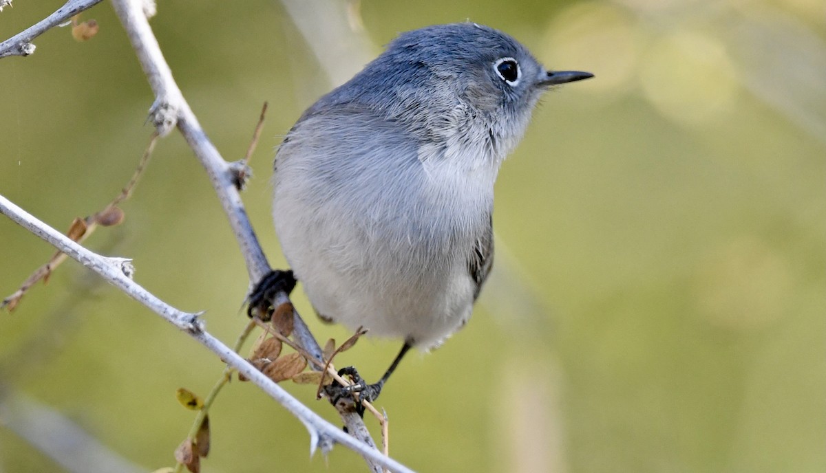 Blue-gray Gnatcatcher - ML647043617
