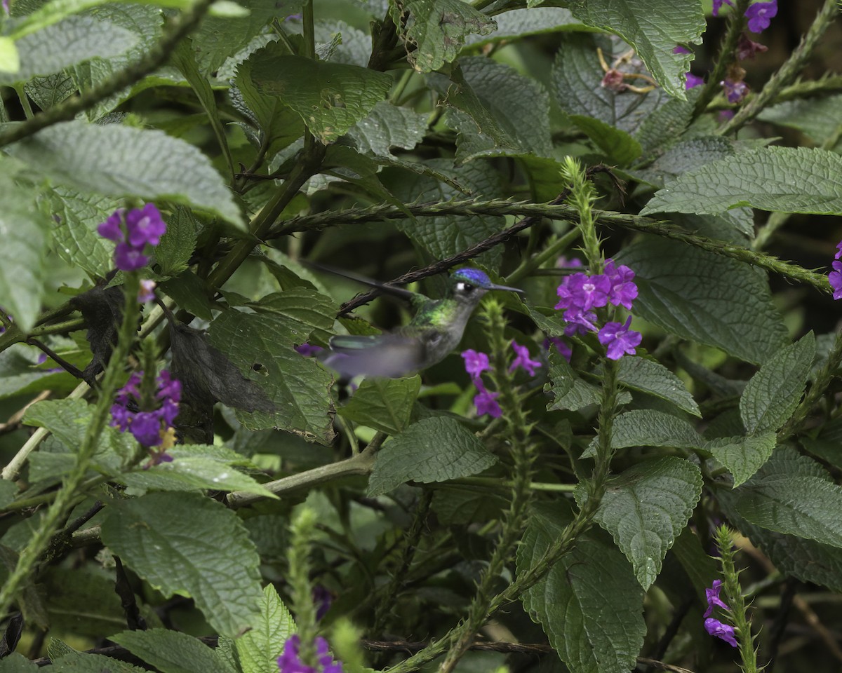 kolibřík fialovohlavý - ML647043619