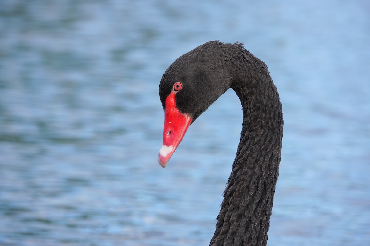 コクチョウ - ML647043624