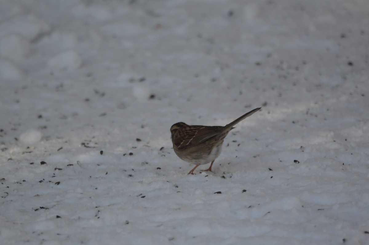 White-throated Sparrow - ML647043632