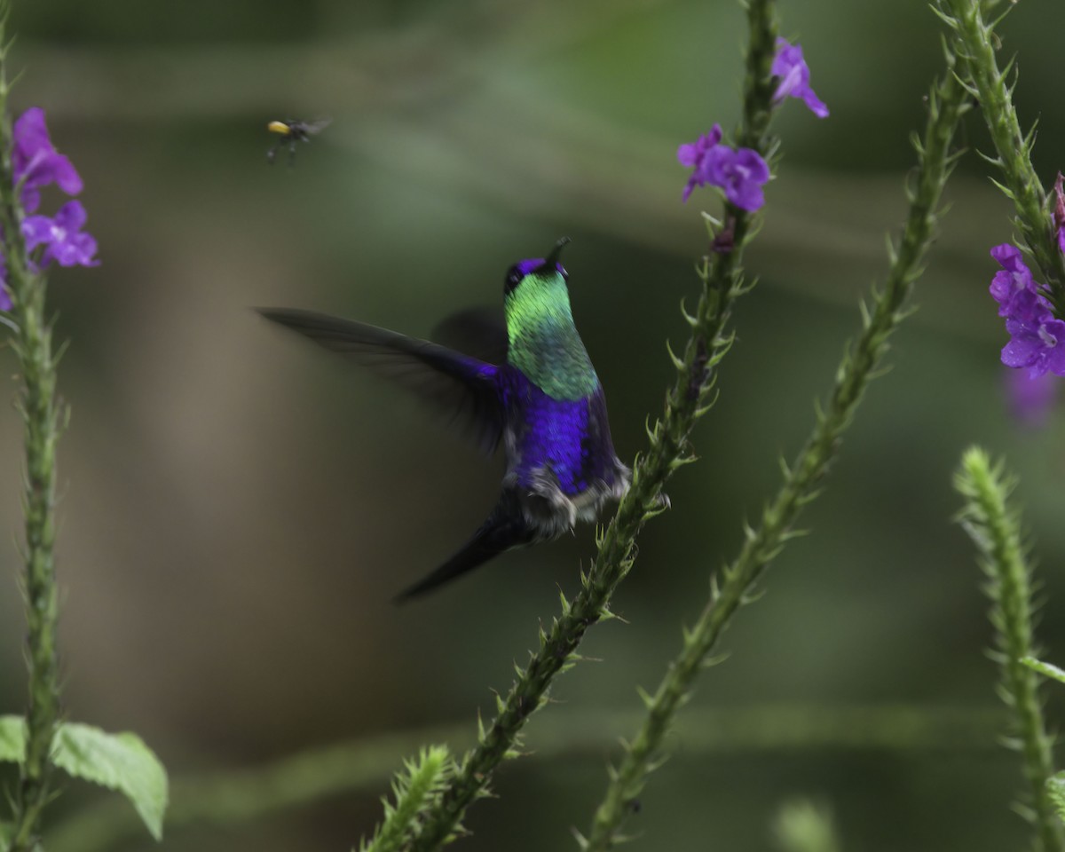 kolibřík vidloocasý - ML647043637