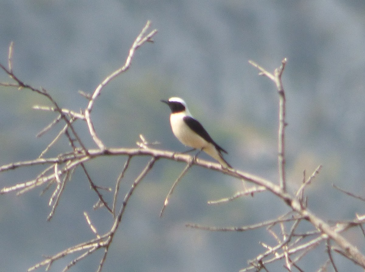 Eastern Black-eared Wheatear - ML647043638