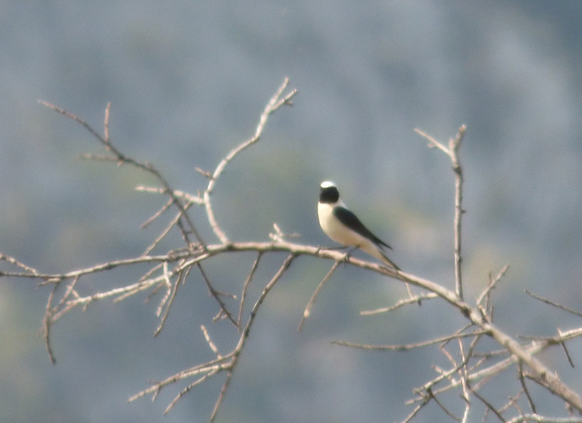 Eastern Black-eared Wheatear - ML647043640