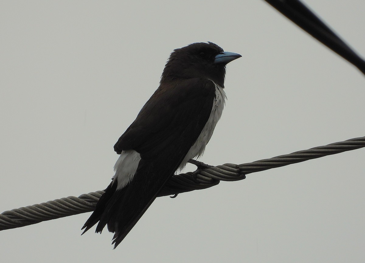 White-breasted Woodswallow - ML647043646
