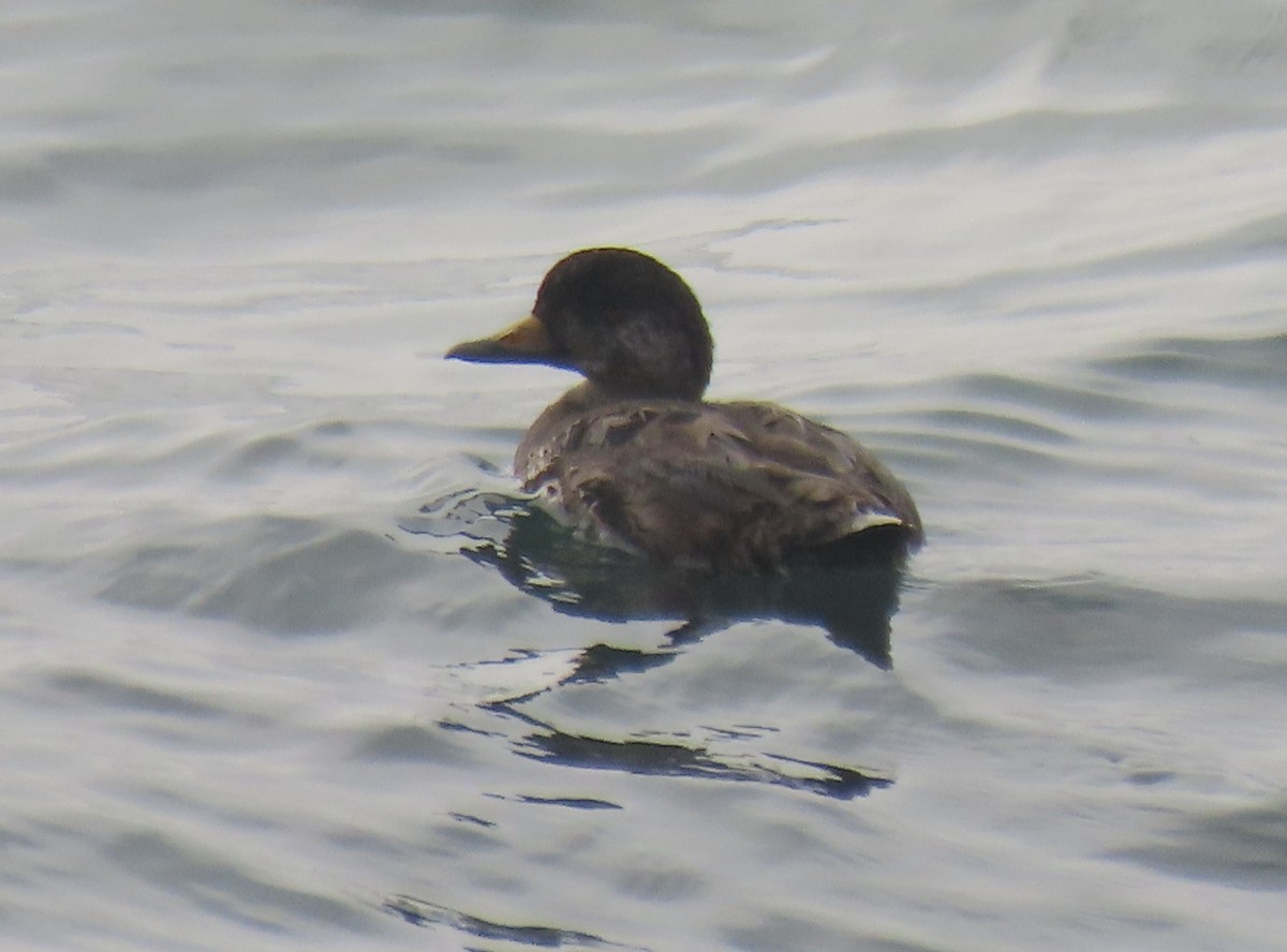 クロガモ - ML647043650