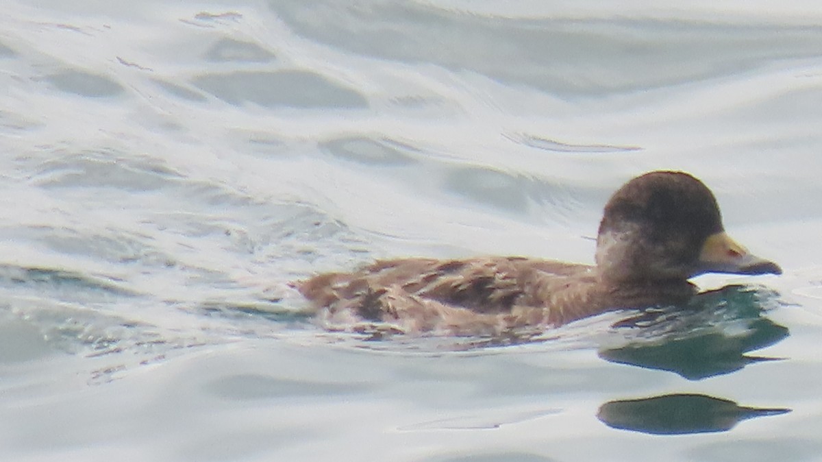 クロガモ - ML647043653