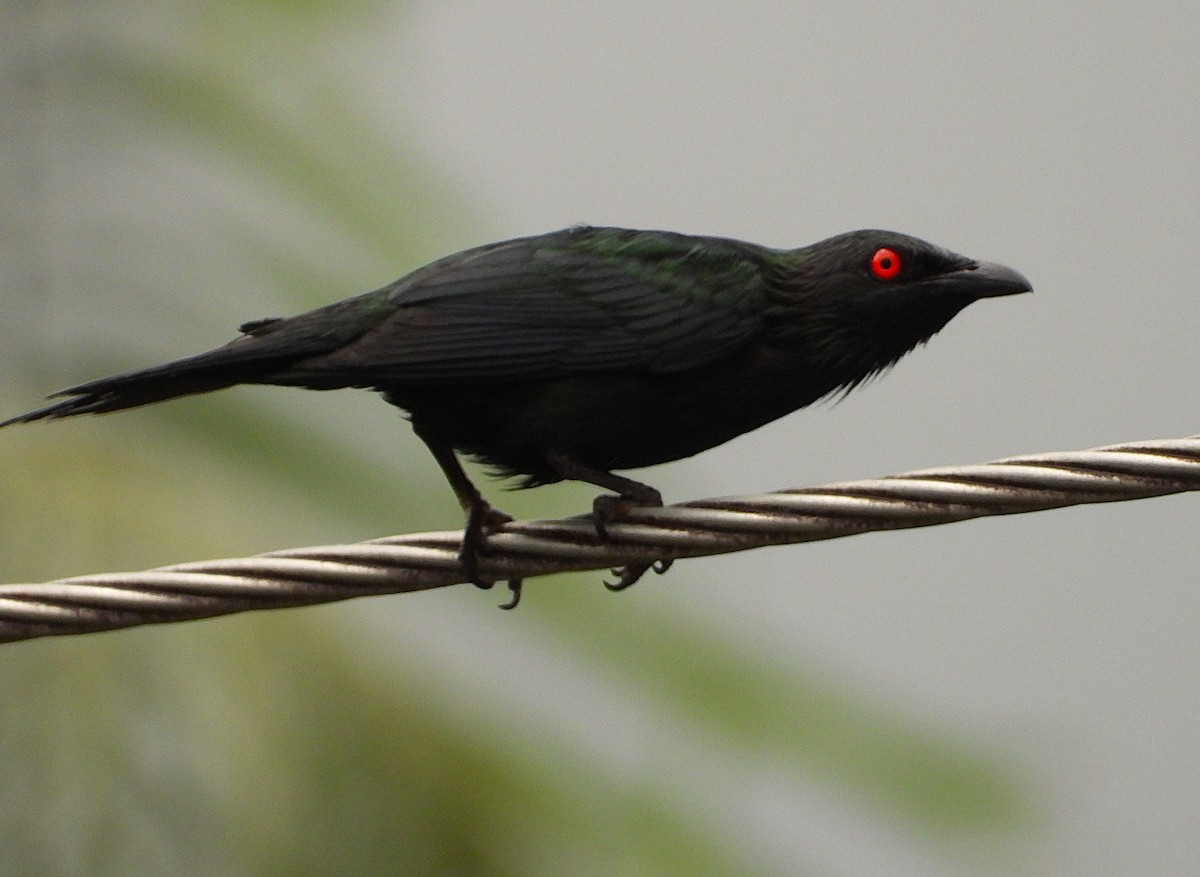 špaček lesklý - ML647043656