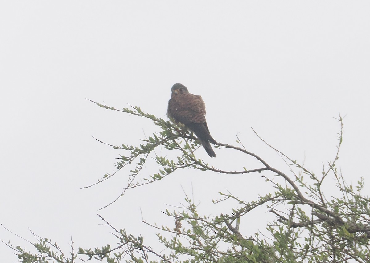 Eurasian Kestrel - ML647043657