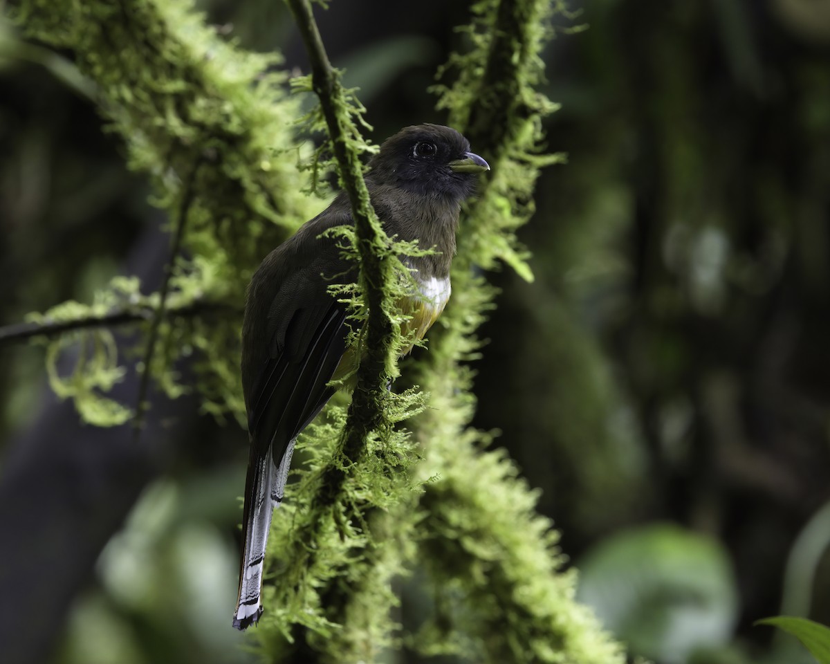 Collared Trogon (Orange-bellied) - ML647043659