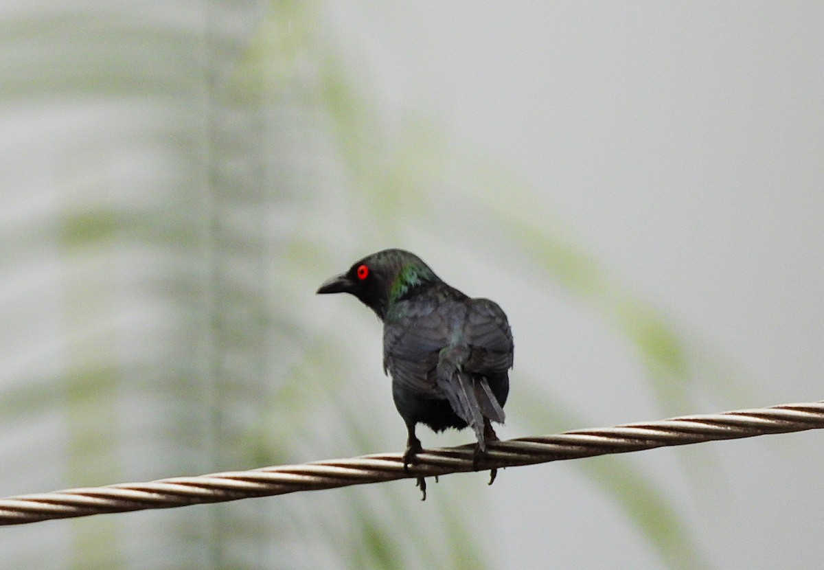 špaček lesklý - ML647043660