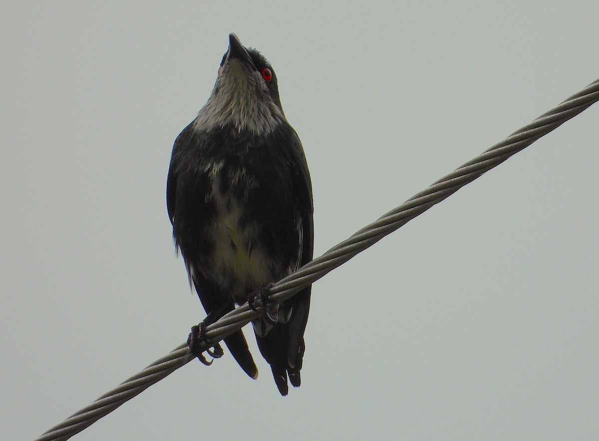 špaček lesklý - ML647043663