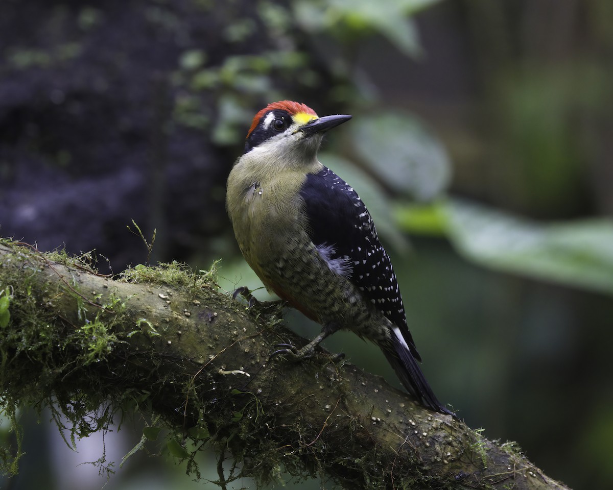 datel černolící - ML647043664