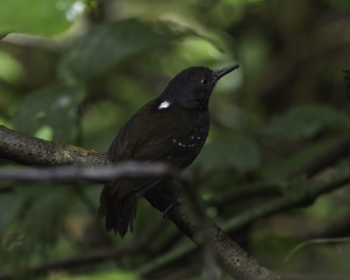 Dull-mantled Antbird - ML647043676