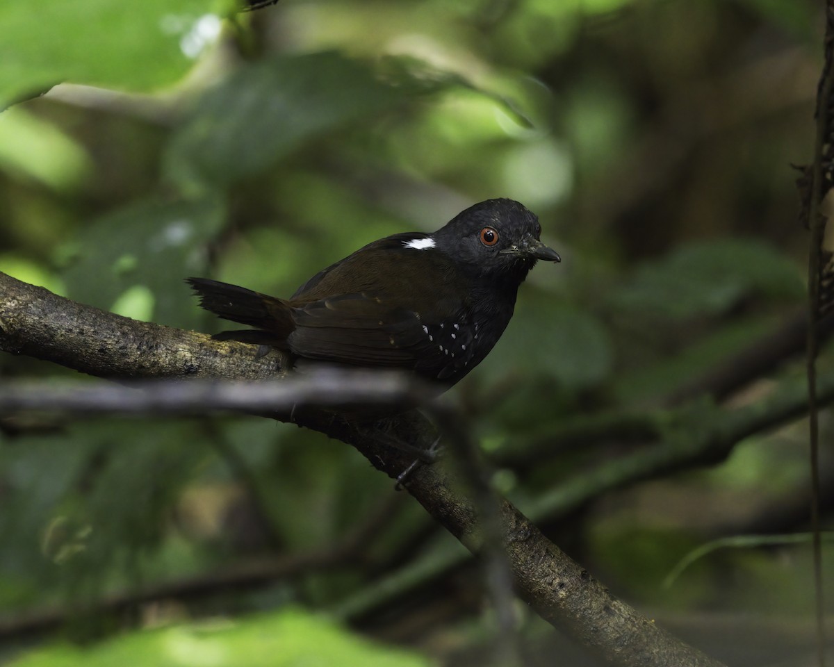 Dull-mantled Antbird - ML647043677