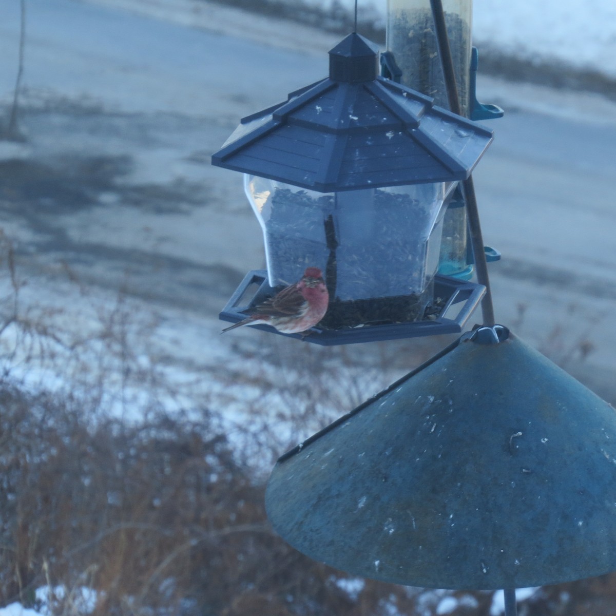 Roselin pourpré - ML647043683