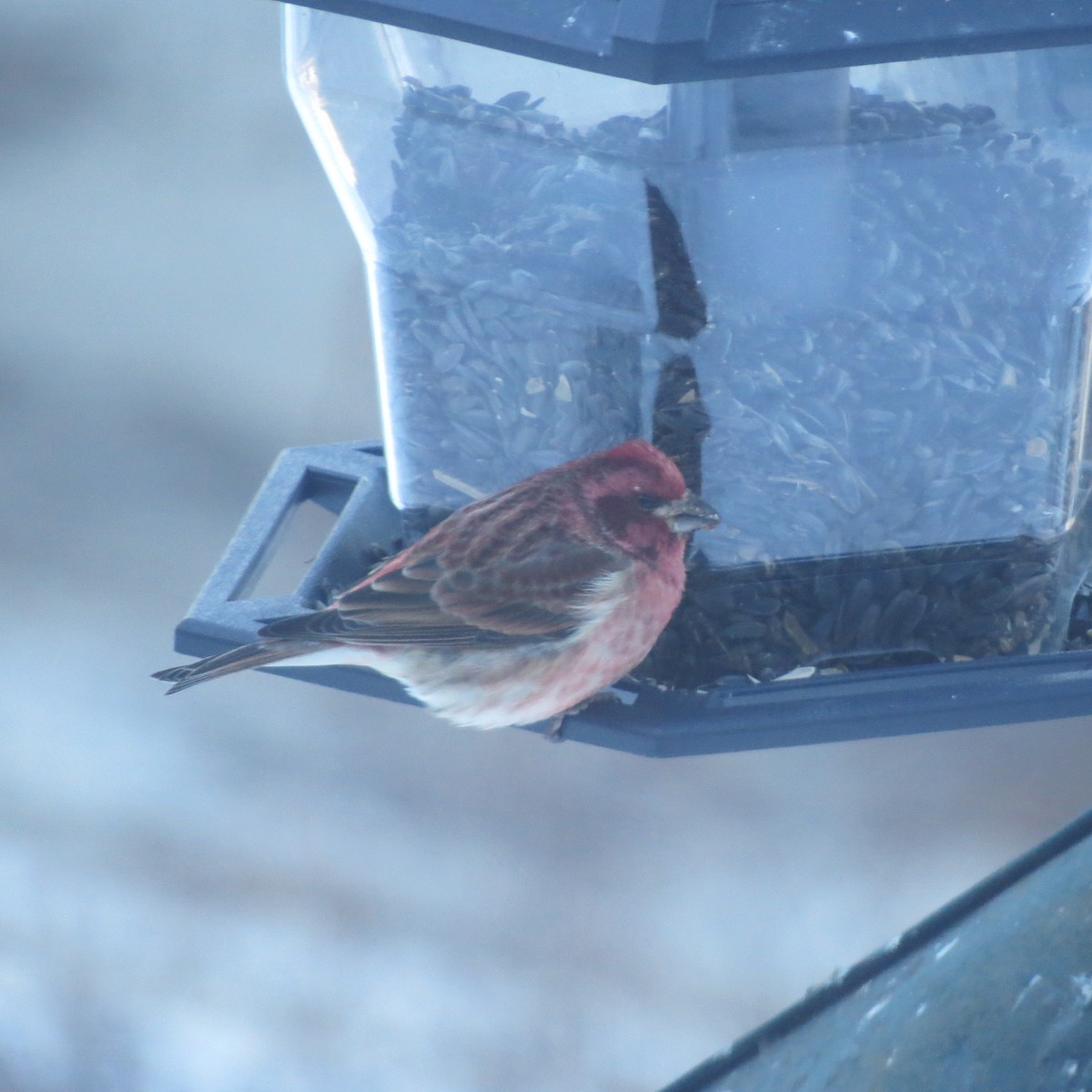 Roselin pourpré - ML647043690