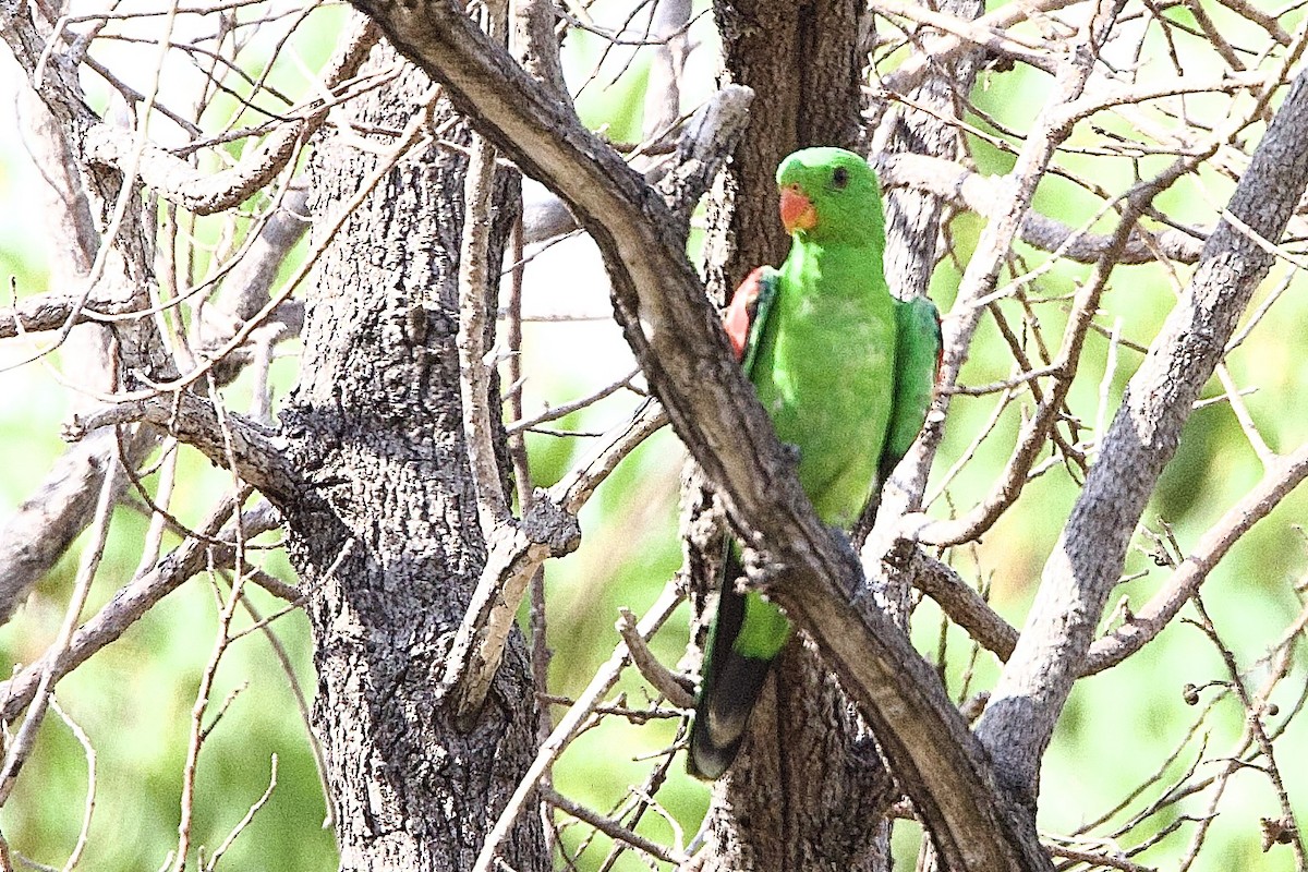 Kırmızı Kanatlı Papağan - ML647043695