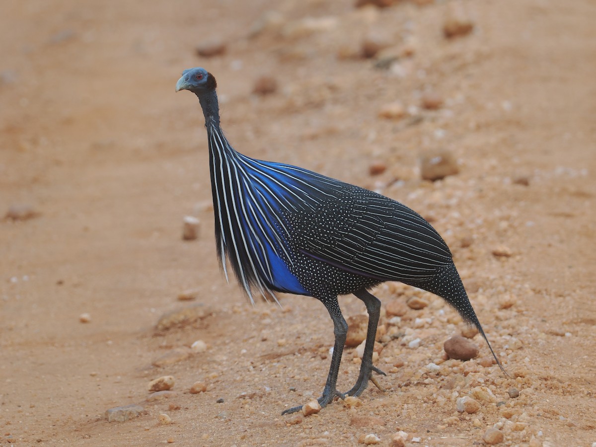 Vulturine Guineafowl - ML647043696