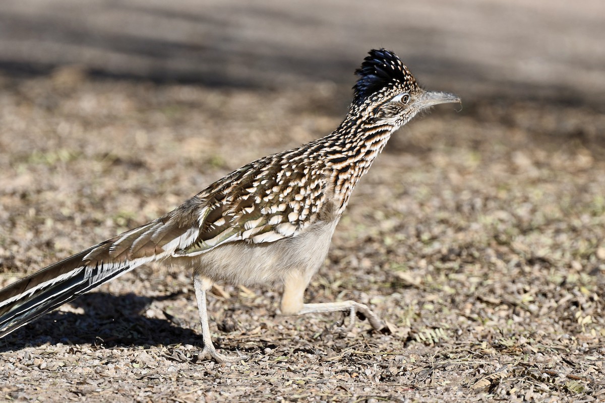 Greater Roadrunner - ML647043697