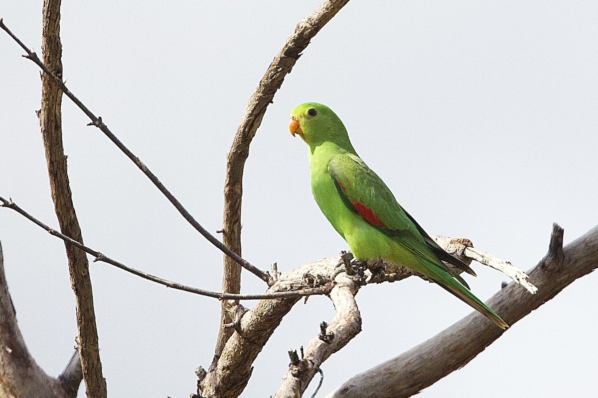 Kırmızı Kanatlı Papağan - ML647043700