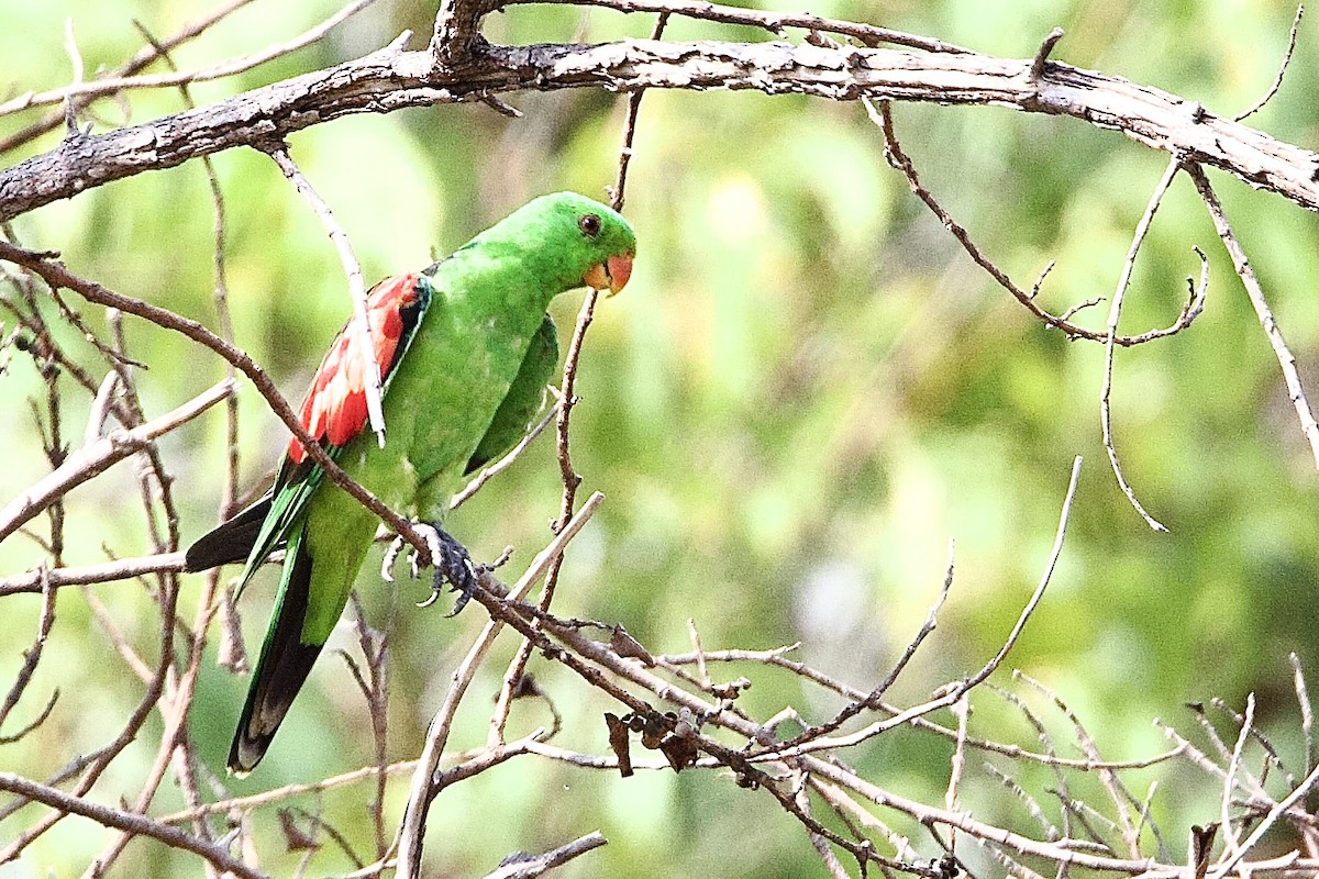 Kırmızı Kanatlı Papağan - ML647043702