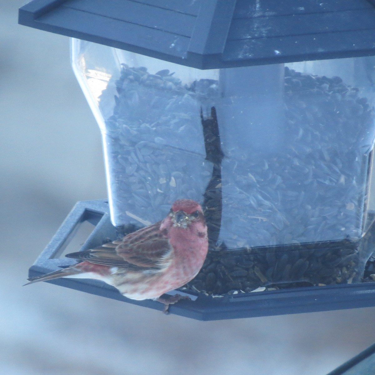 Roselin pourpré - ML647043715