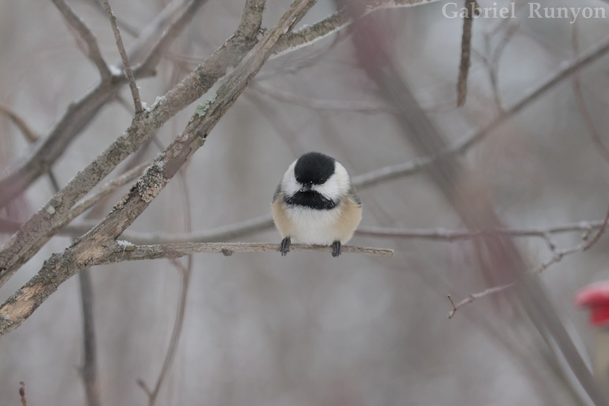 Black-capped Chickadee - ML647043716