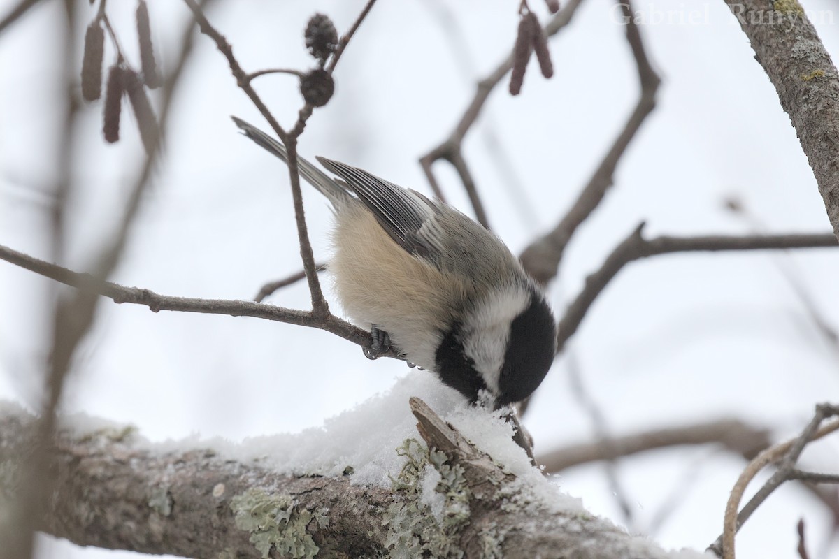 Black-capped Chickadee - ML647043717