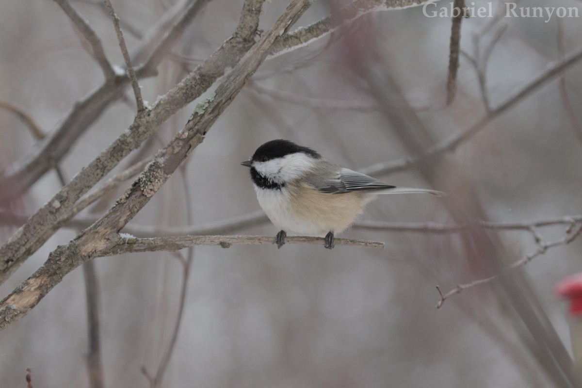 Black-capped Chickadee - ML647043718