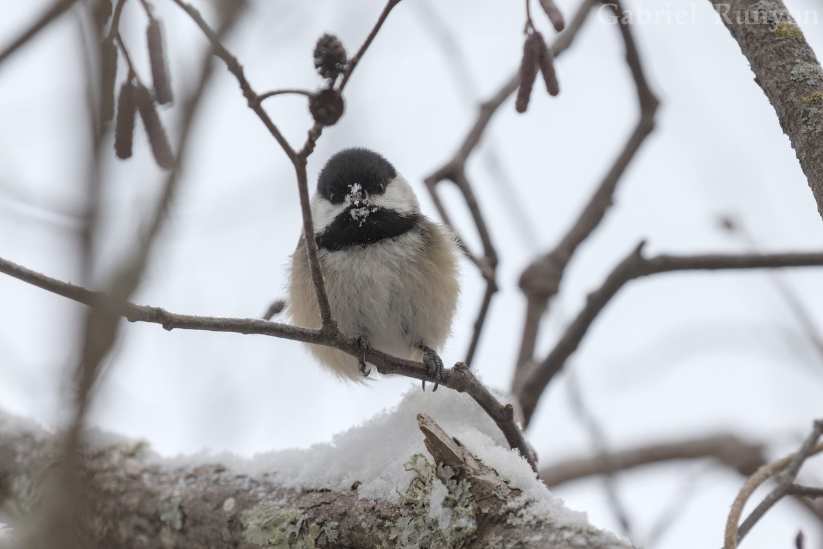 Black-capped Chickadee - ML647043719
