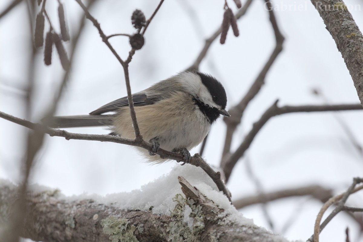 Black-capped Chickadee - ML647043720