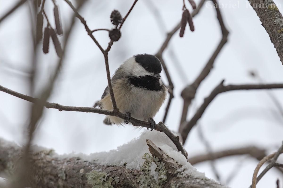 Black-capped Chickadee - ML647043722
