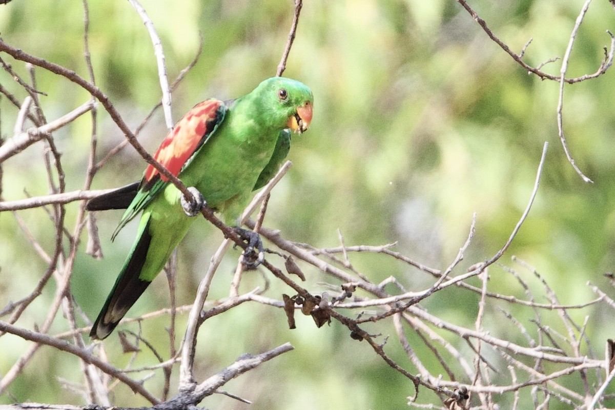 Kırmızı Kanatlı Papağan - ML647043724