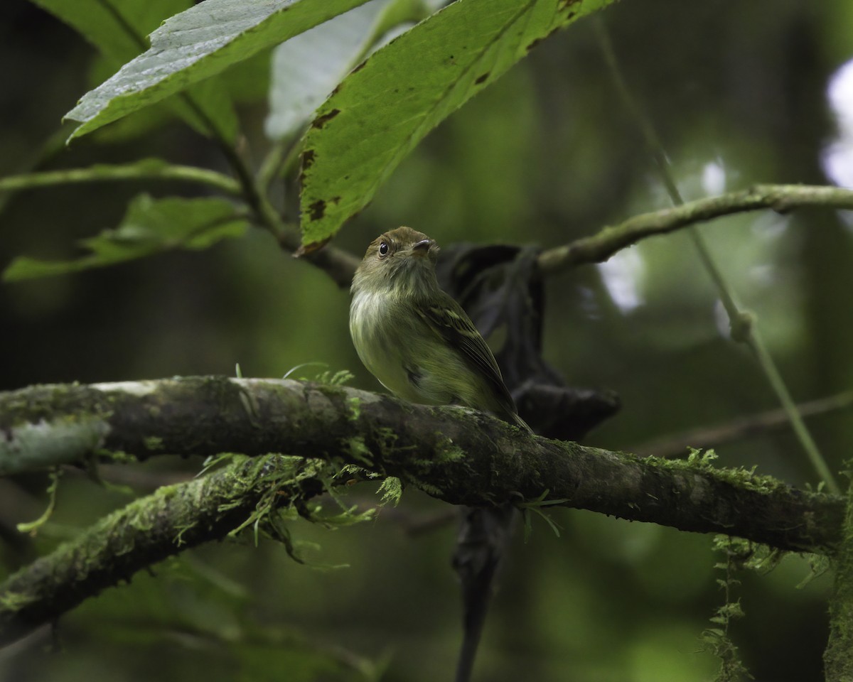 Scale-crested Pygmy-Tyrant - ML647043725