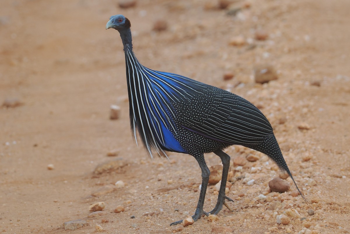 Vulturine Guineafowl - ML647043730