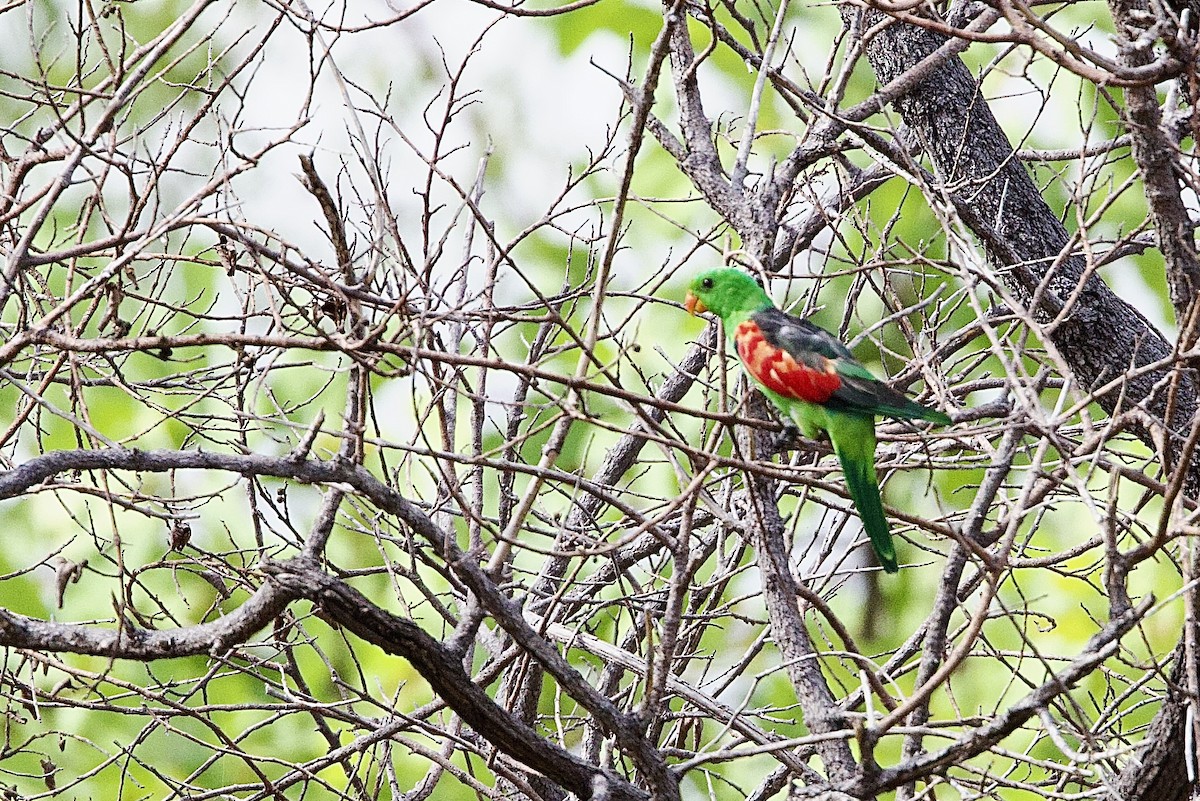 Kırmızı Kanatlı Papağan - ML647043731