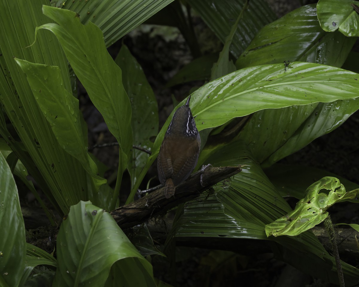 střízlík šedoprsý - ML647043736